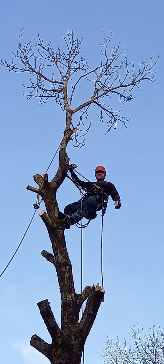 Kácení stromů v Ústeckém kraji - 4