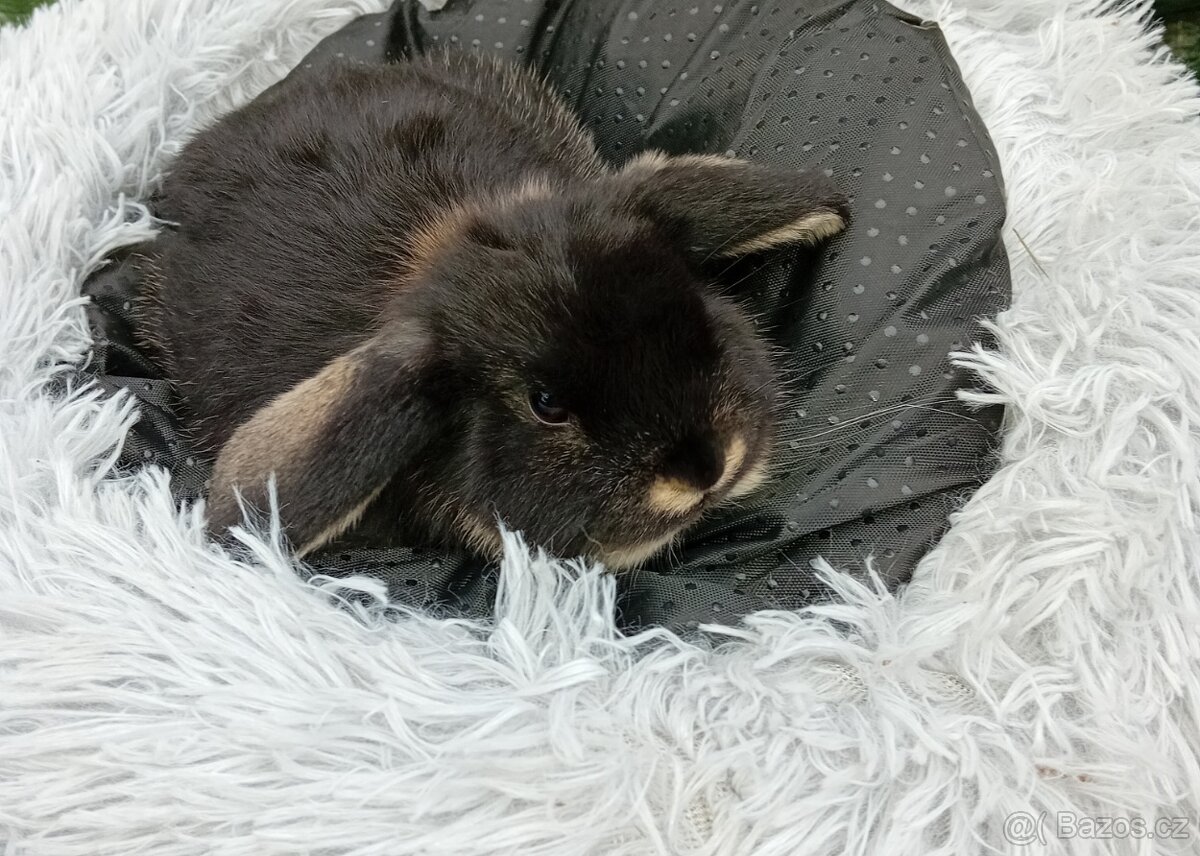 Zakrslý králíček beranek D4 - 4