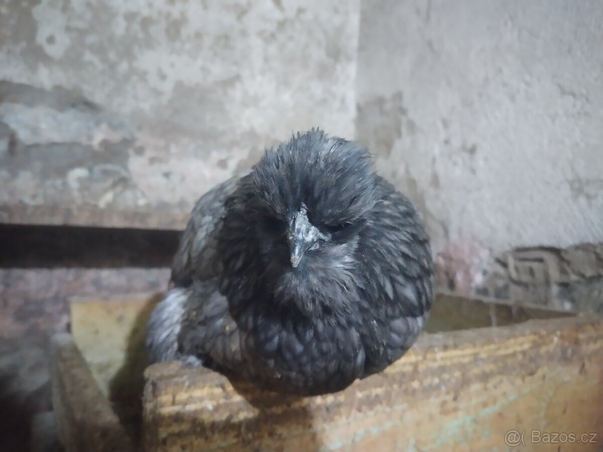 Mix hedvábnička - 4