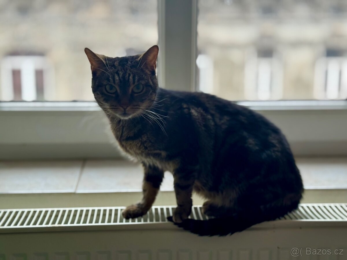 Daruji kočičku - 4