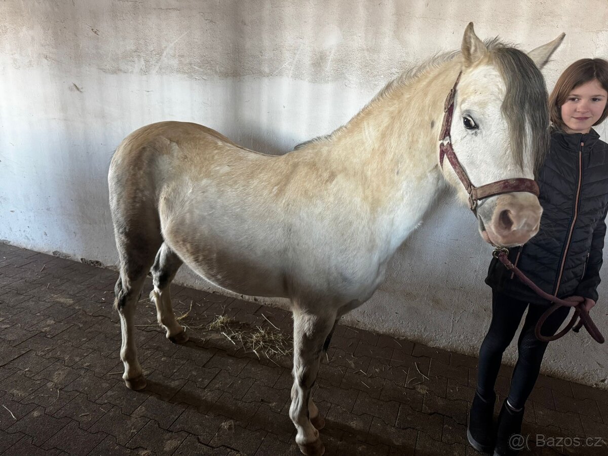 Welsh pony sekce B - 4
