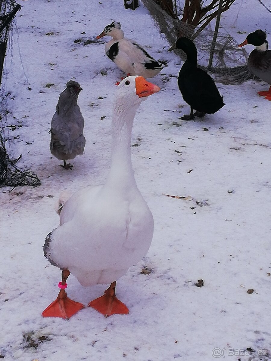 Houser loňský na chov - 4