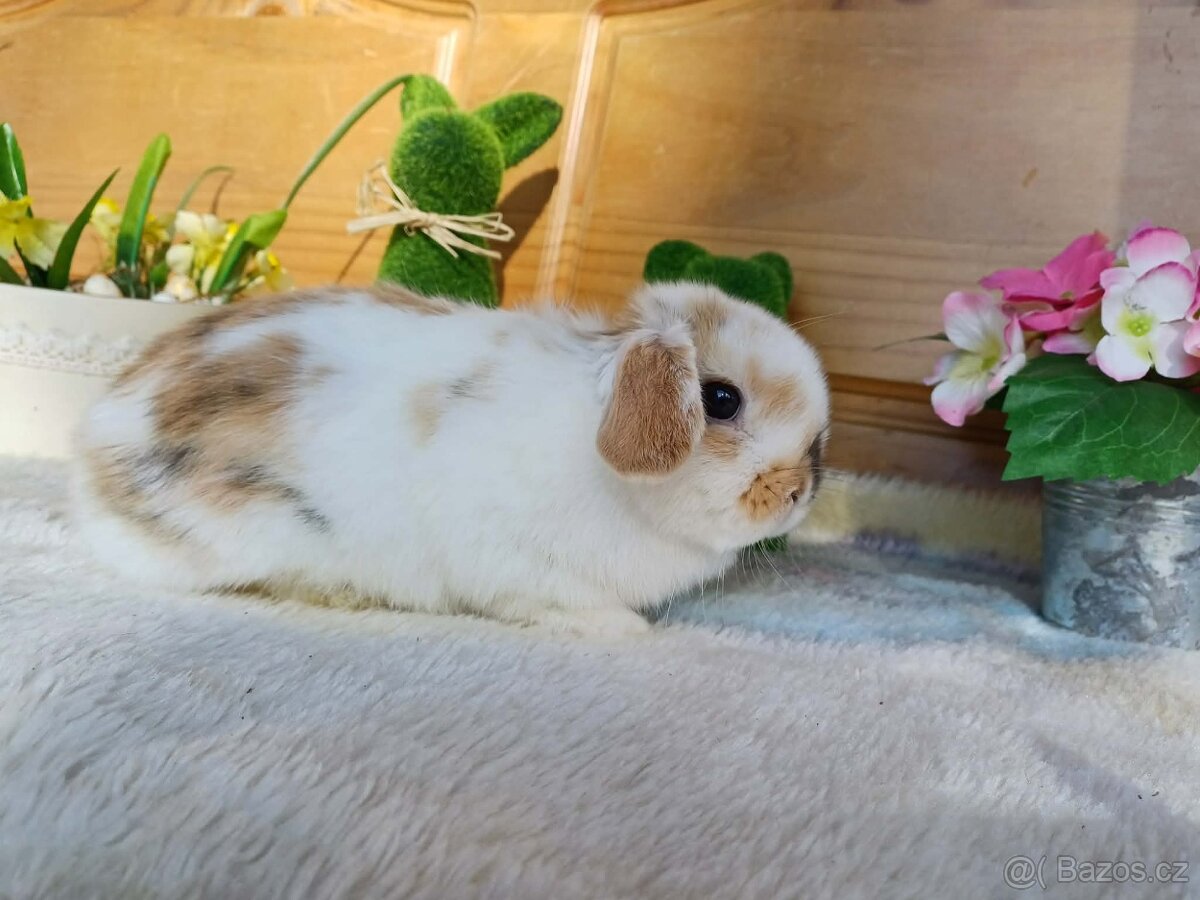 volná samička - minilop - 4