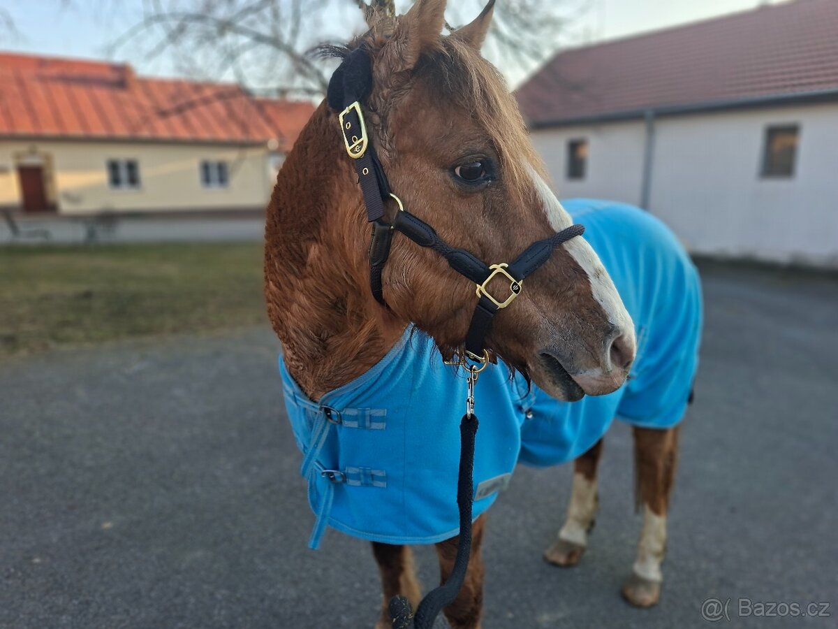 Valach společník 🐴🥕 - 4