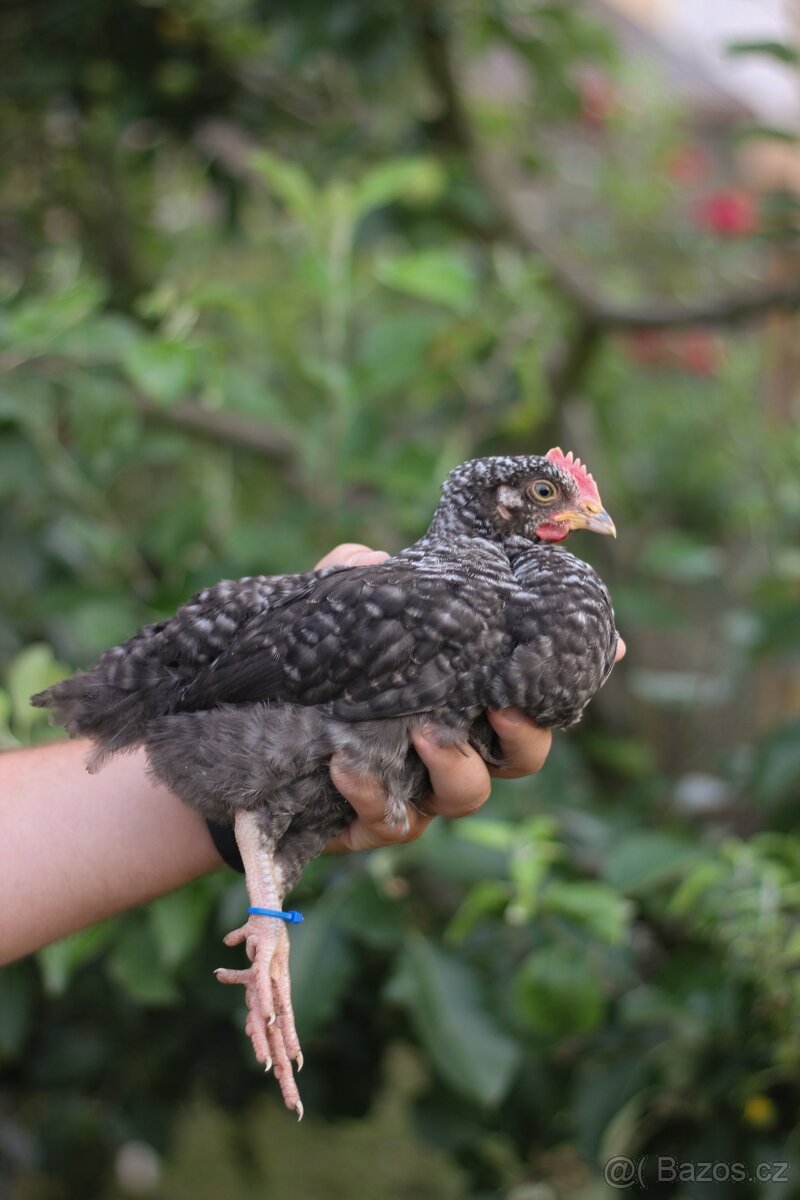Kohouti 1,5 měsíce (marans X legbar ) - 4