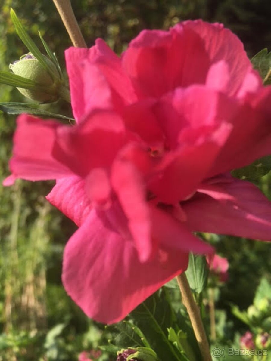 Ibišek Syrský keřový 12 barev - druhů - 4