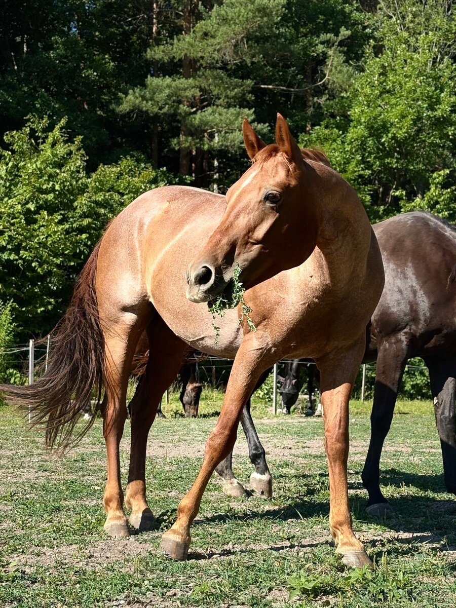 Qh valach na predaj - 4