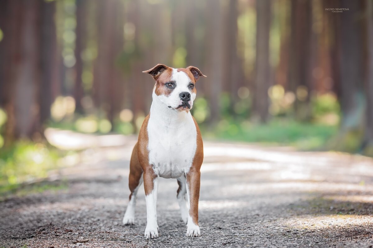Štěně americký stafordšírský teriér s pp - 4