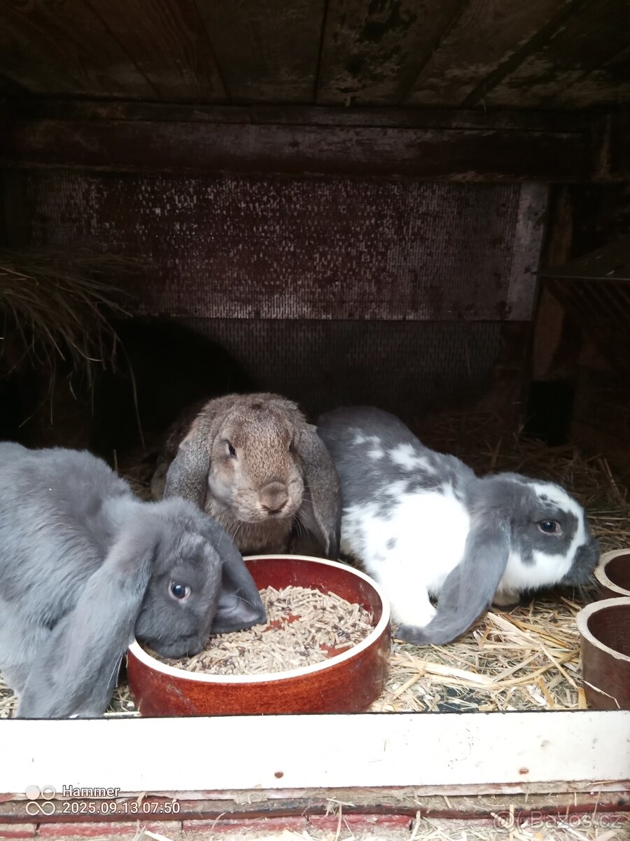 Francouzský beran - 4