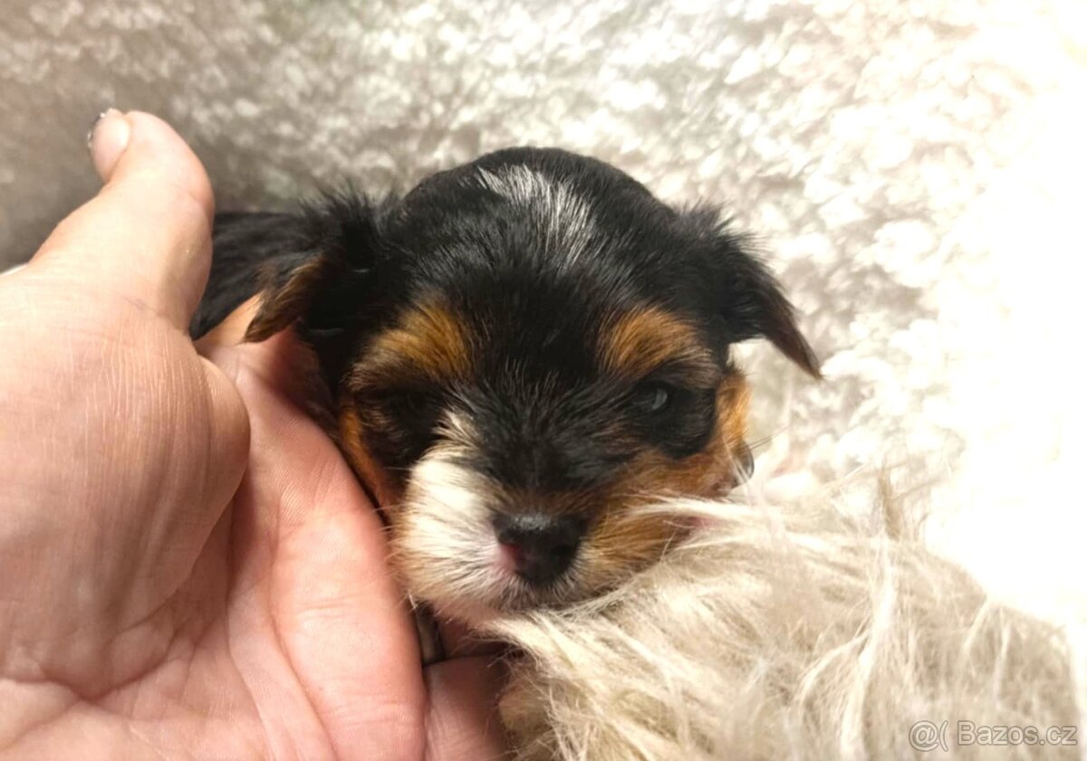 Biewer a black and tan Yorkshire Terrier s rodokmenem PP - 4
