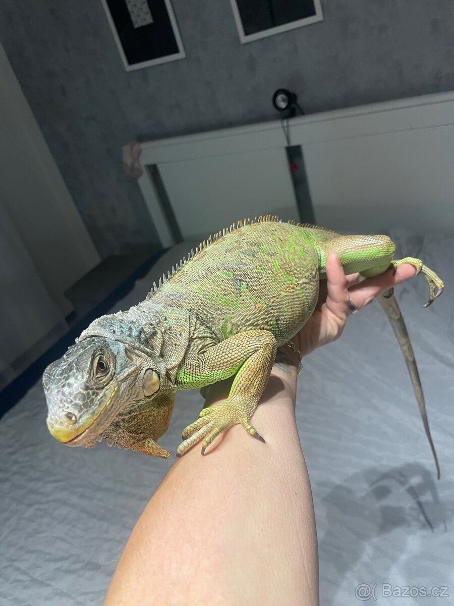 Leguán zelený + terárium a vybavení - 4