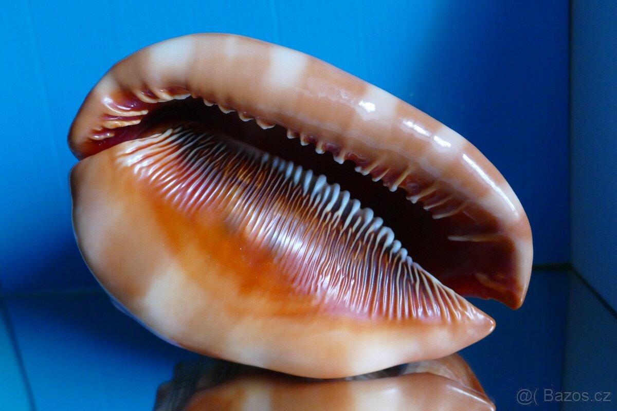 Cypraecassis rufa - 4