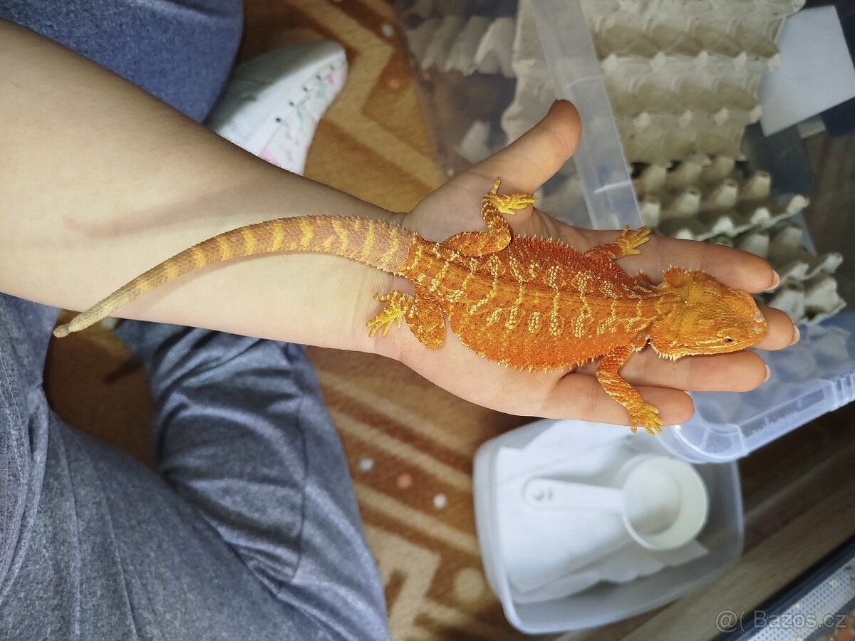 Mláďata agamy vousaté - 4