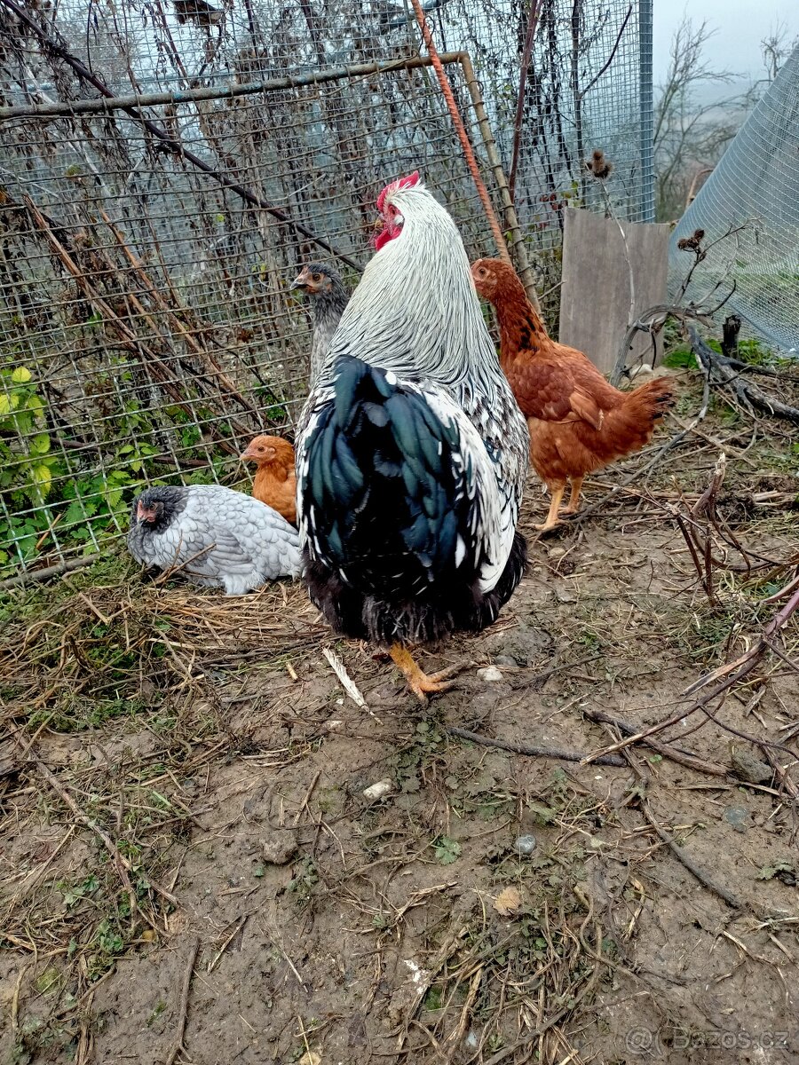 Kohout wyandotka - 4