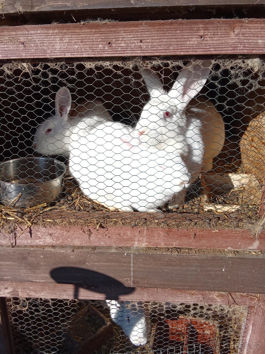Prodám samice - 4