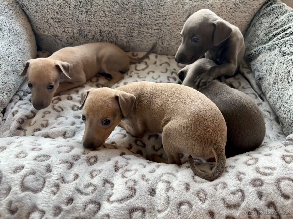 Štěňátka Italského chrtíka s PP - 4