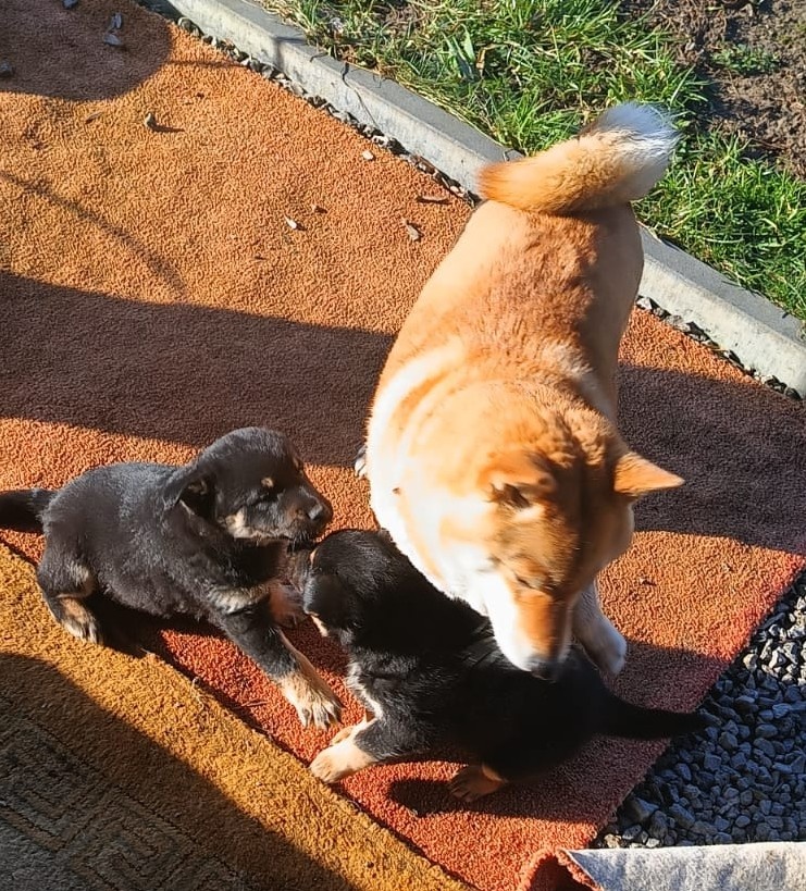 Štěňátko Shiba inu - 4