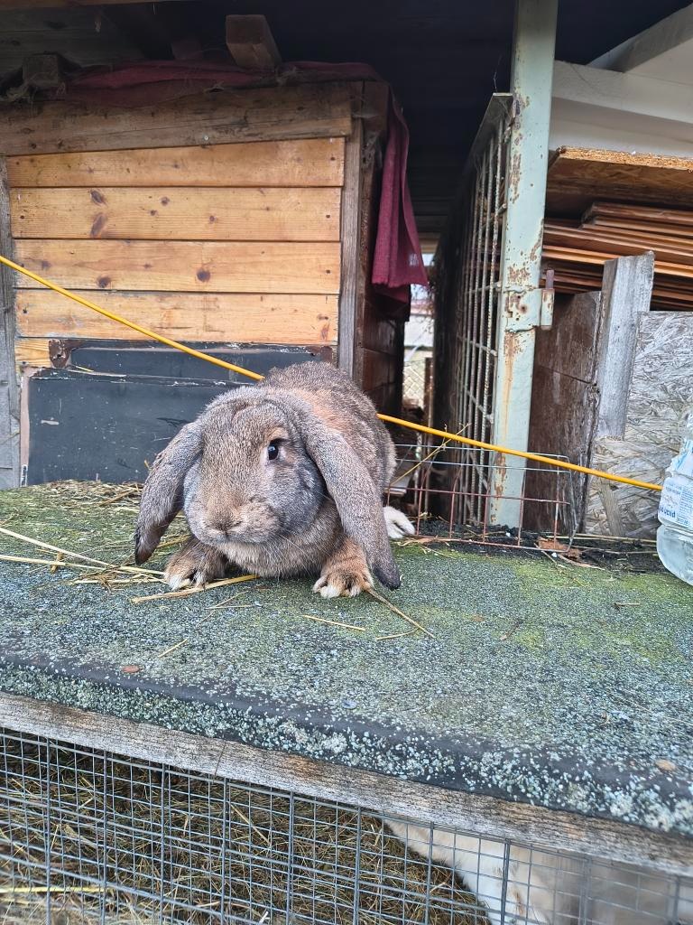 FRANCOUZSKÝ BERAN - 4