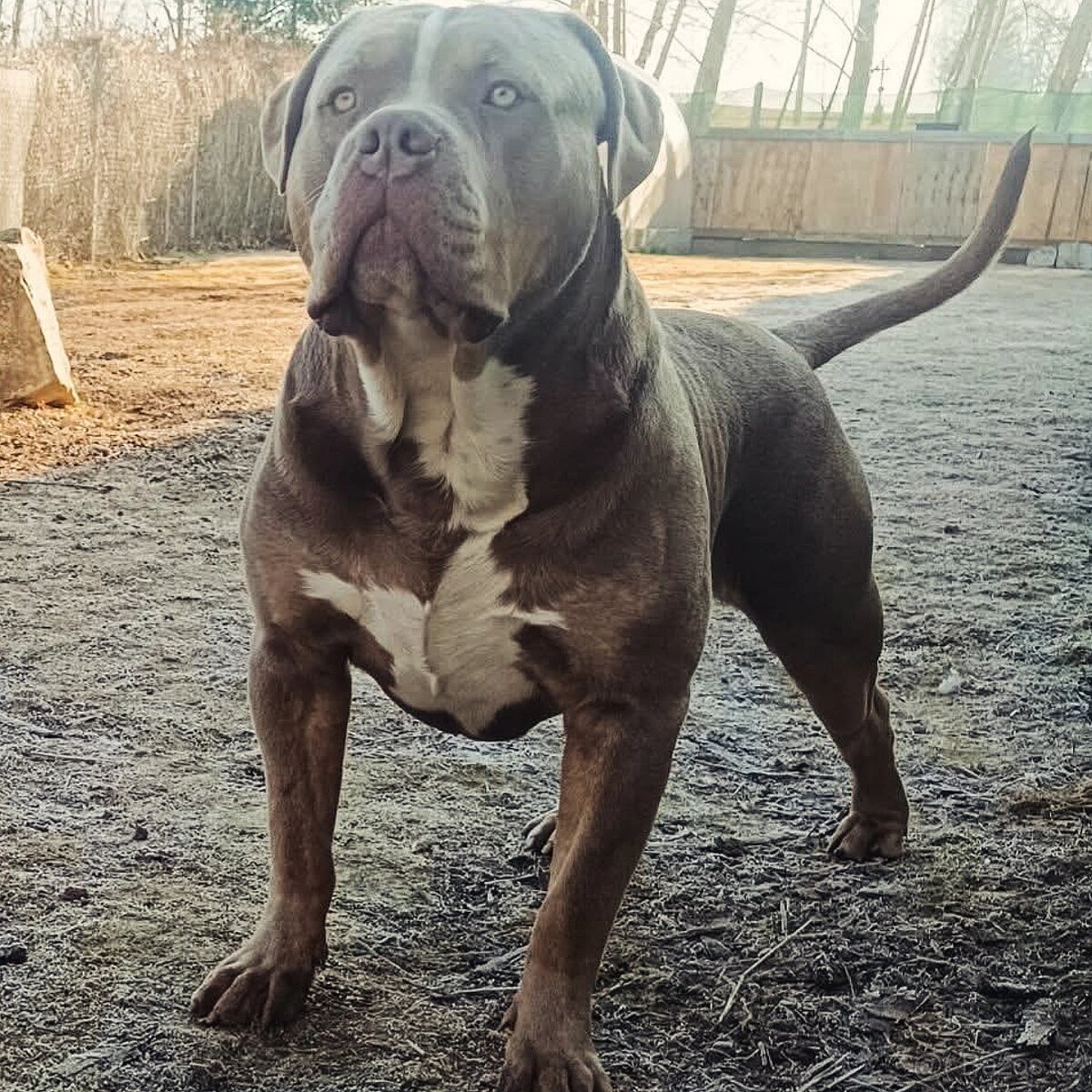 Krycí pes American bully XL / XXL - 4