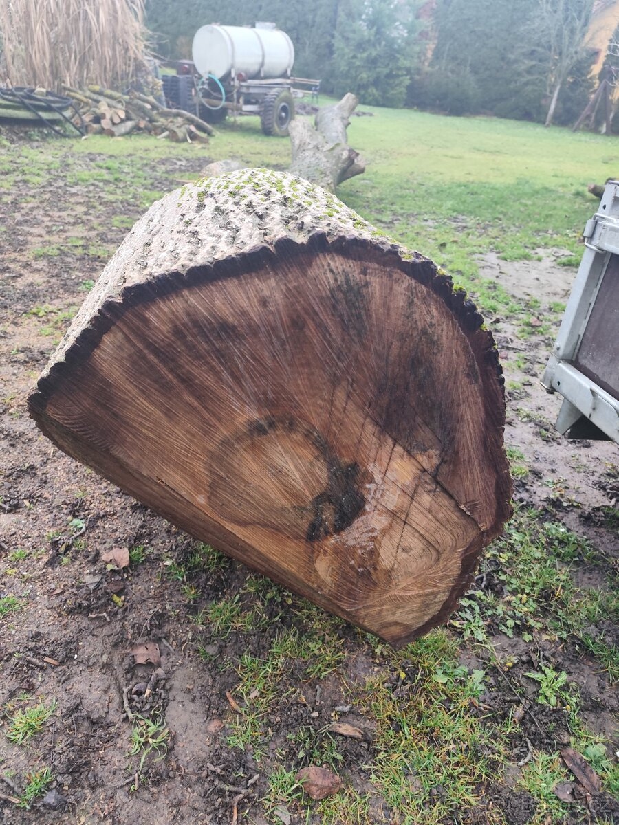 Prodám kmen ořechu - 4