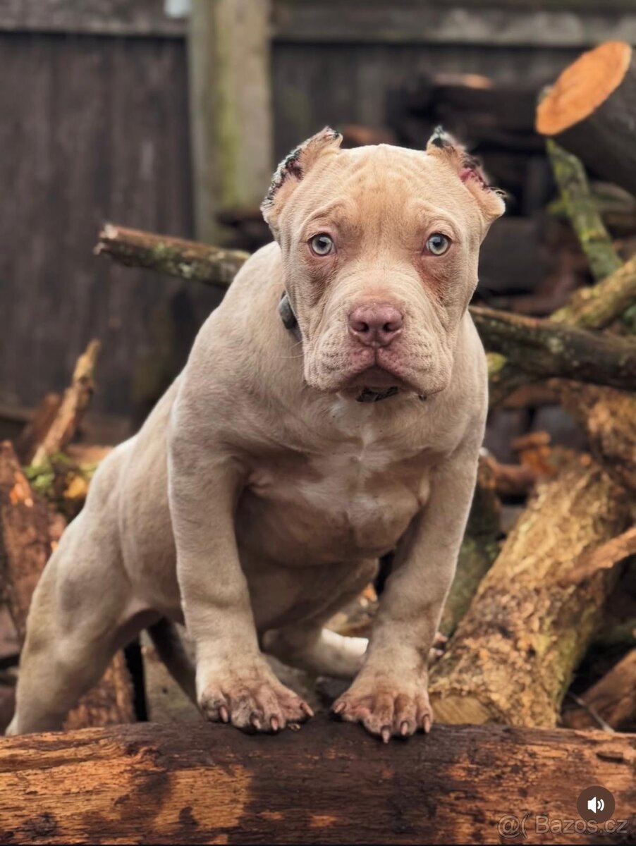 American bully - 4