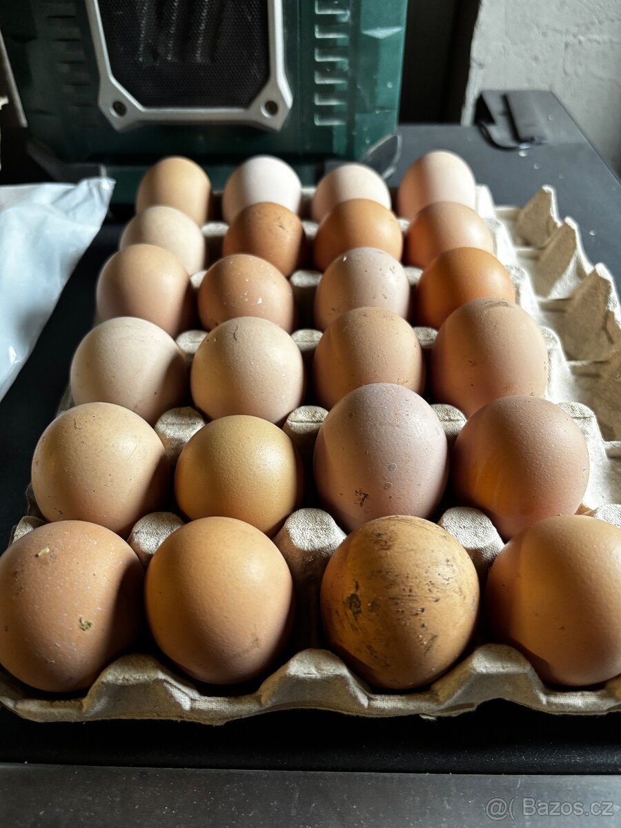 Nasadove vejce - Zerzejsky obr - 4