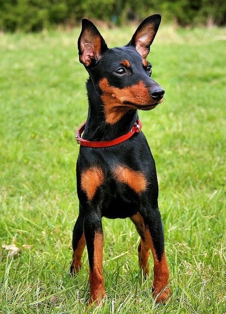 Pražský krysařík - 4