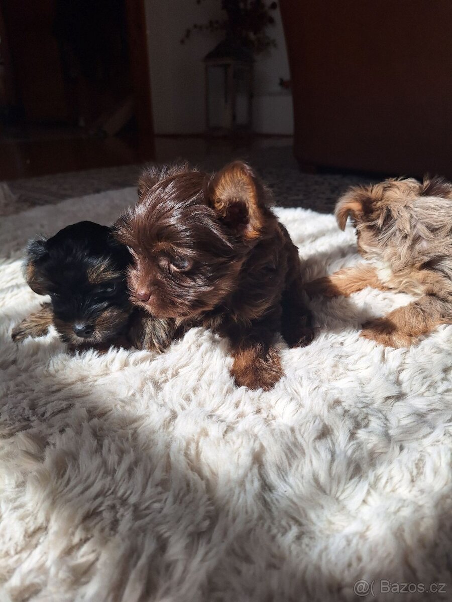 Jorkšír,jork,jorkšírsky teriér,yorkšhir - 4