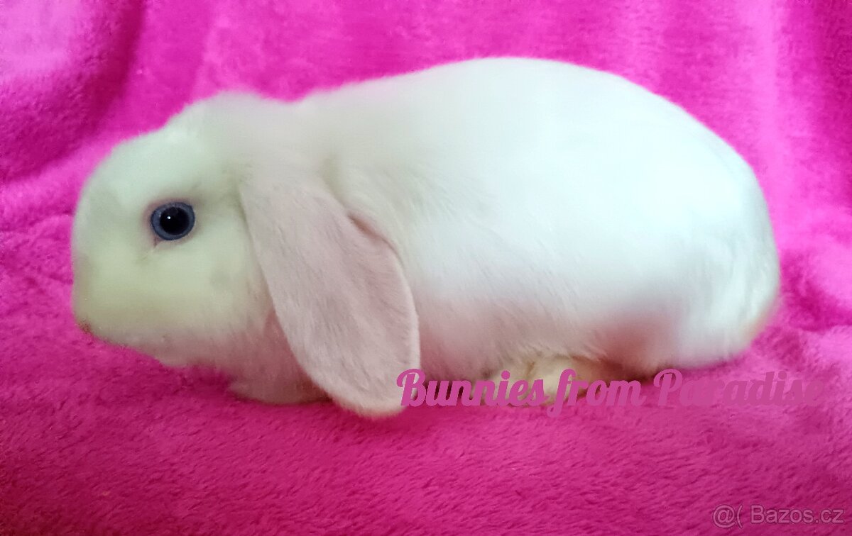 MODROOKÝ SNĚHOVĚ BÍLÝ SATÉŇÁČEK ❤️❤️❤️ - 4