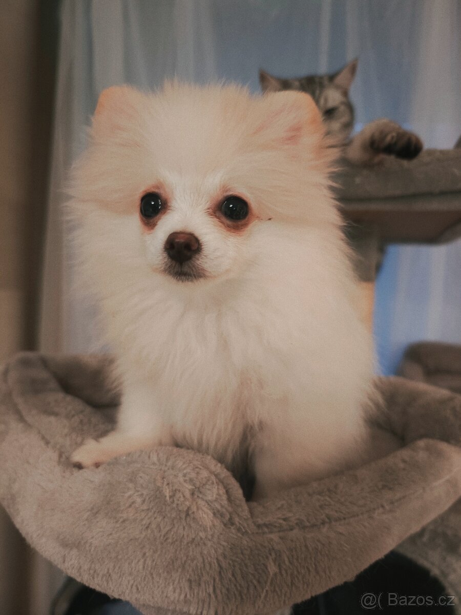 Pomeranian štěňátko fenka - 4