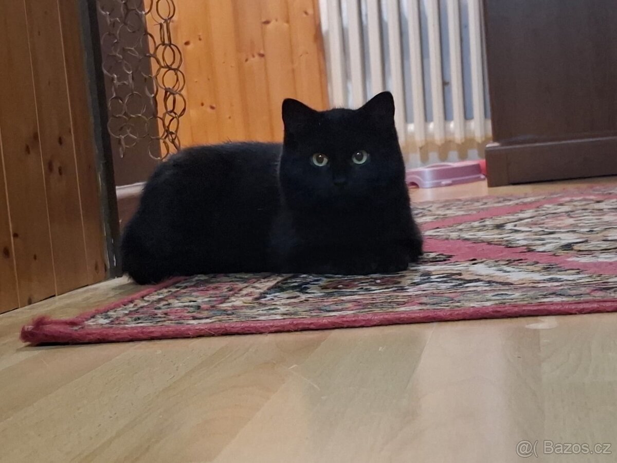 Hledá se domov pro 2 černá koťata - 4