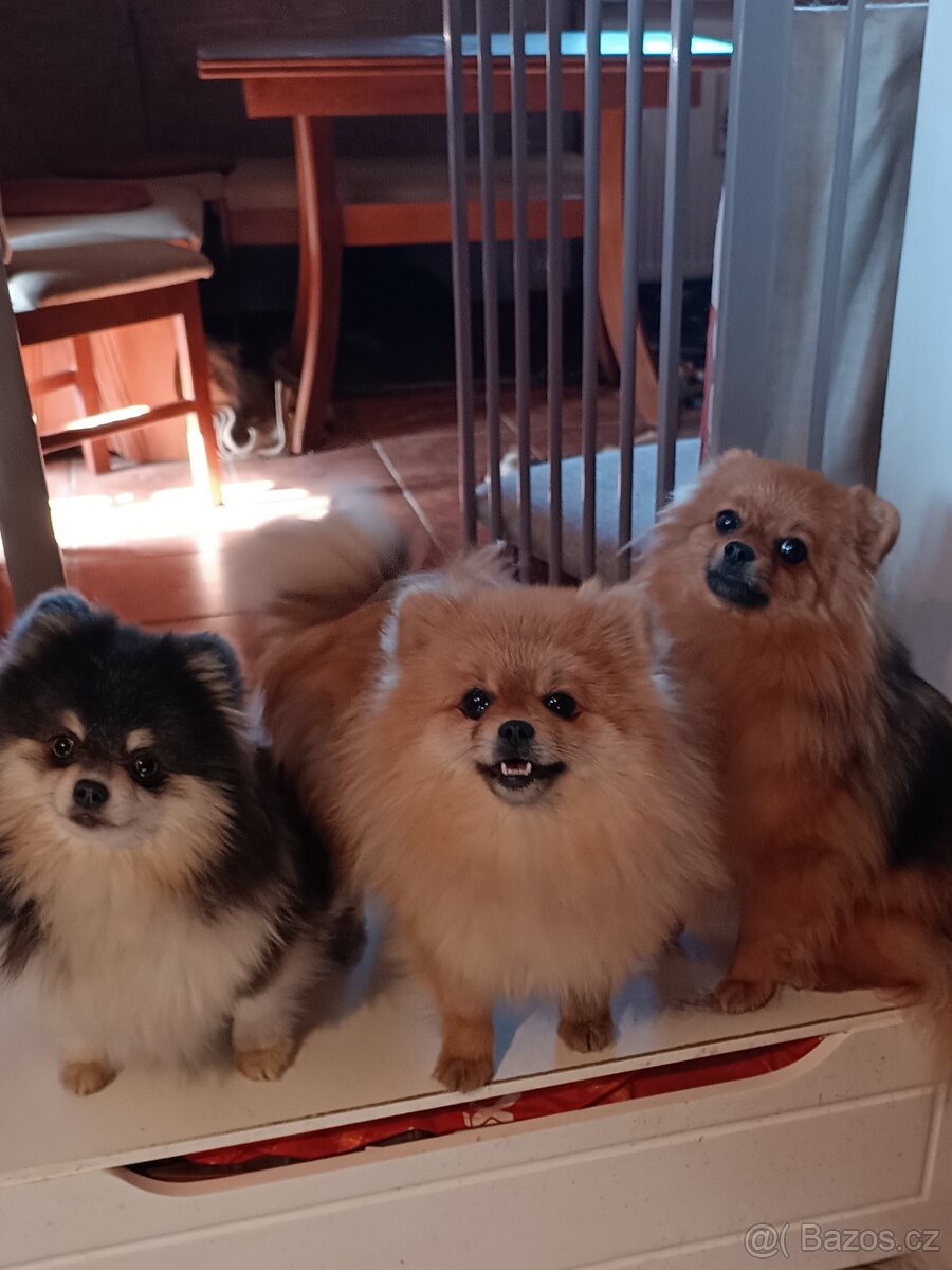 Pomeranian/Zwergspitz s PP - 4