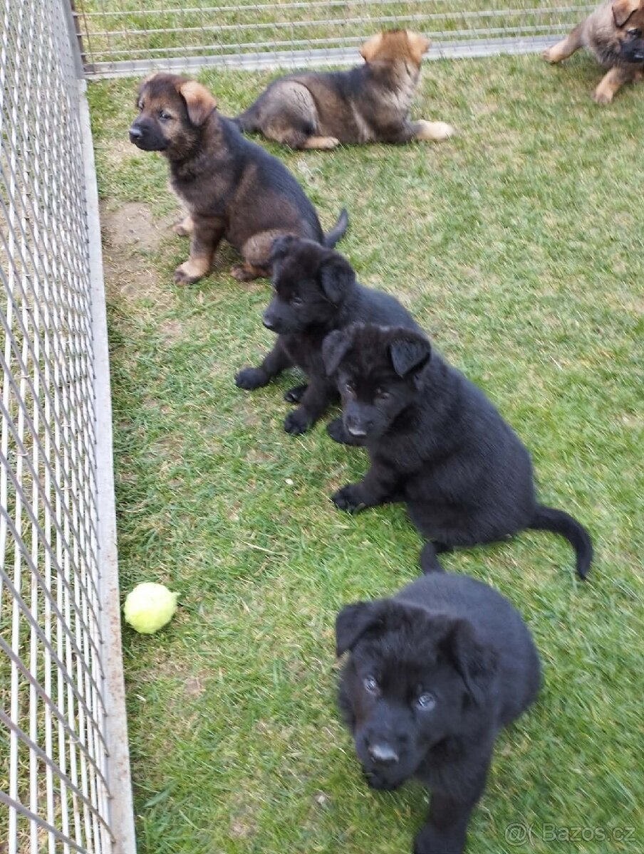 Prodám štěňata německého ovčáka s PP - 4