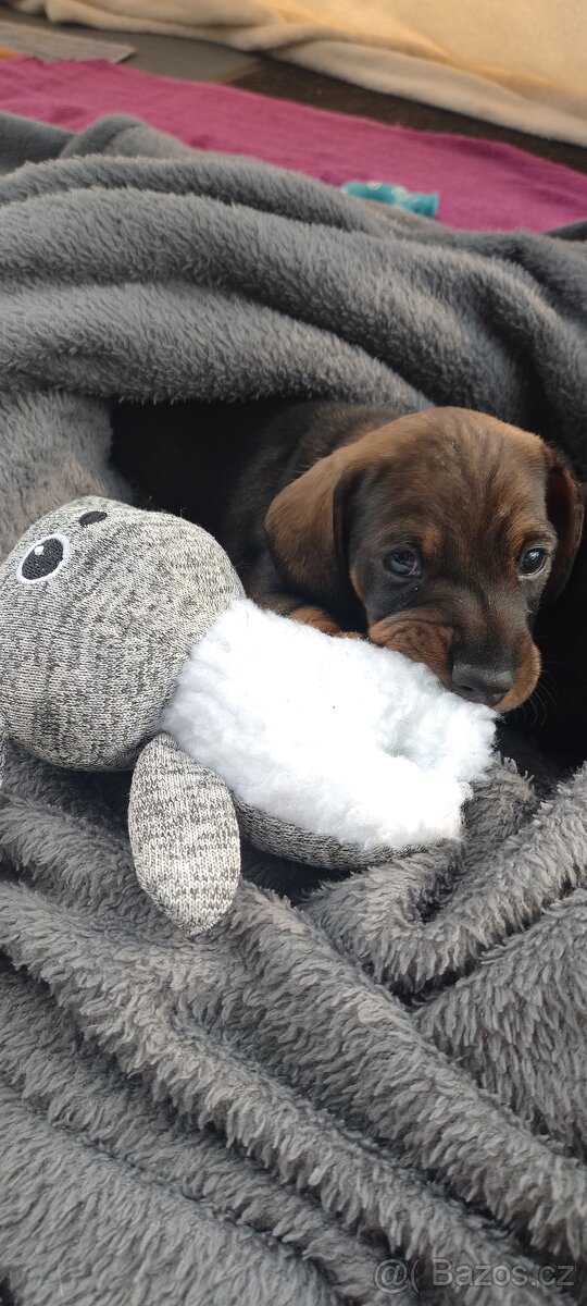 Jezevčík drsnosrstý - 4