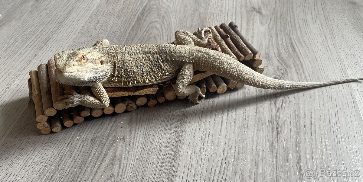 Agama vousatá - samci - 4