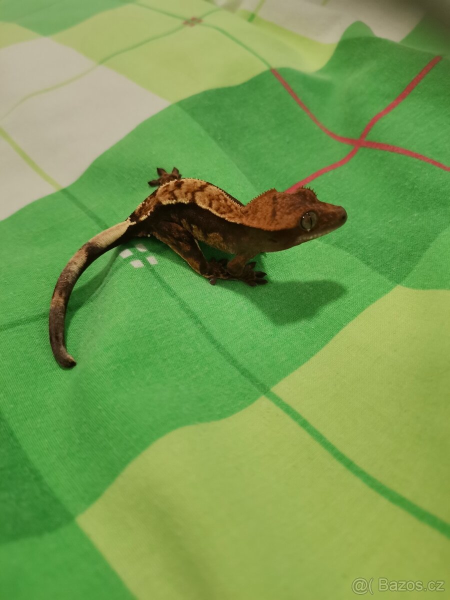 Pagekon řasnatý prodej - 4