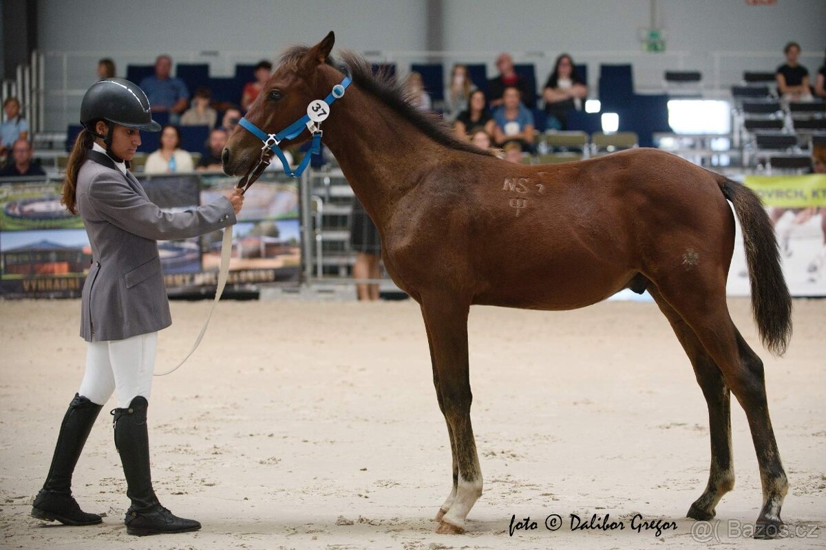 Hřebec 7 měsíců- Moravský Teplokrevník - 4