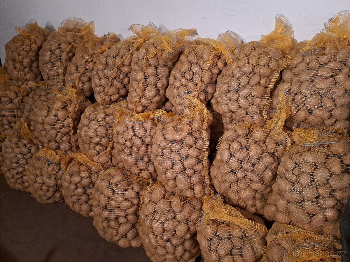 Konzumní brambory na uskladnění - 4