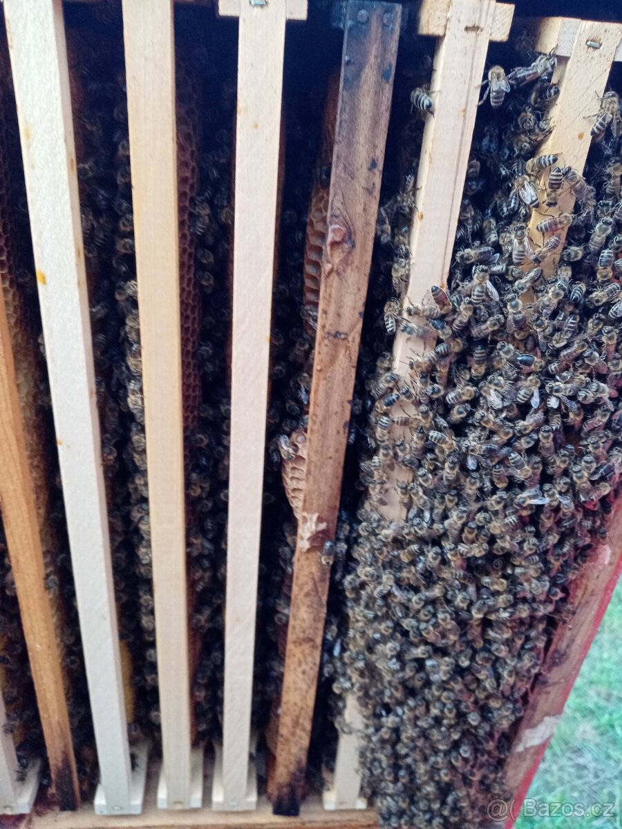 Vyzimovaná včelstva, vyzimované oddělky, langstroth 2/3 - 4