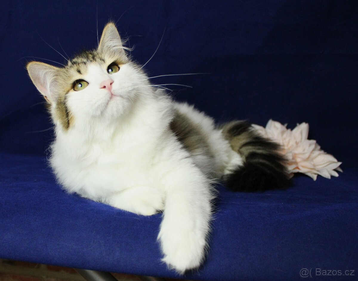 Sibiřská kočka - 4