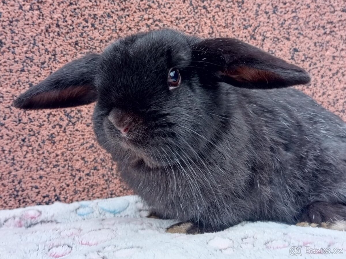 Volný Sameček - Anglický Zakrslý Beránek MiniLop🍑 - 4