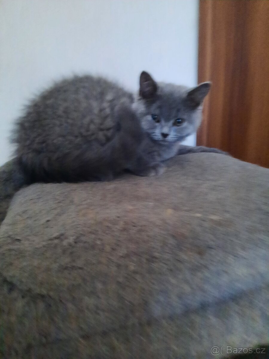 poslední britské kotě bez PP. - 4