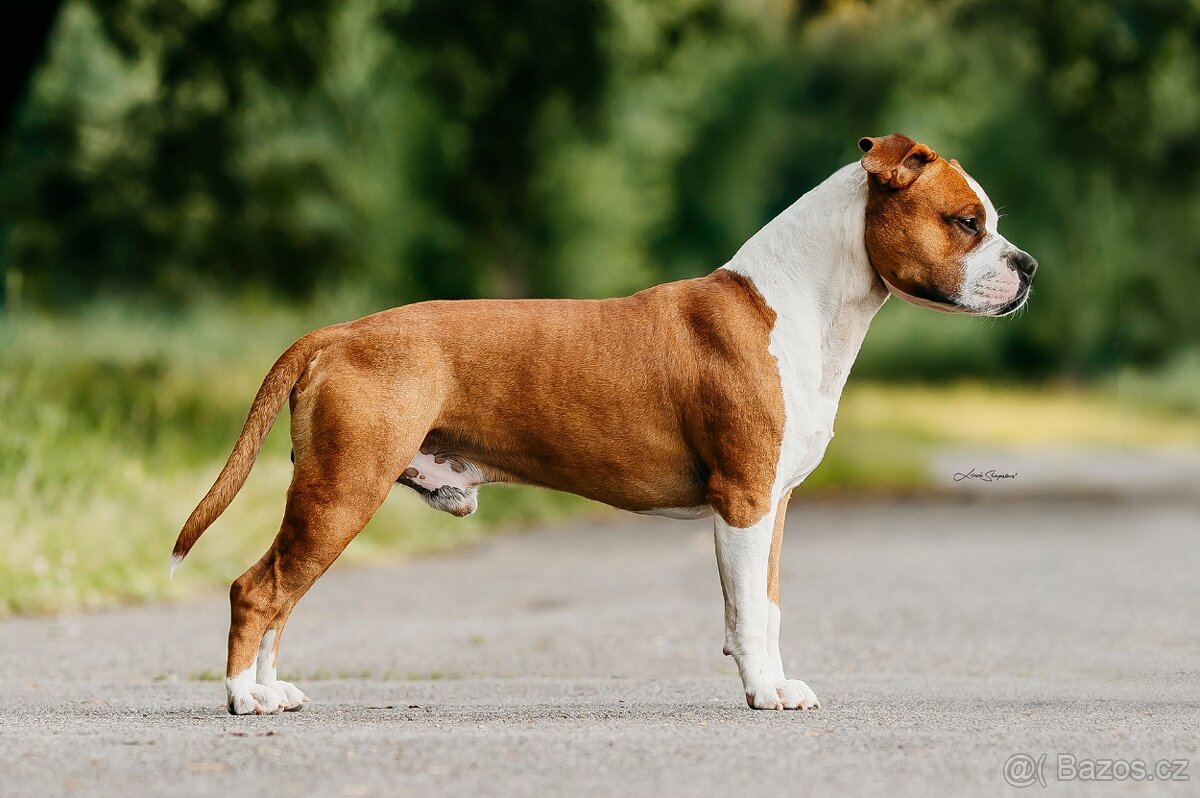 Krytí psem Americký stafordšírský teriér - 4