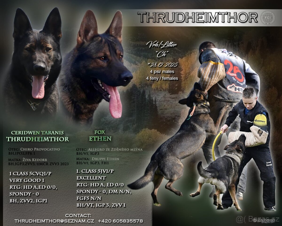 Německý ovčák s PP - 4