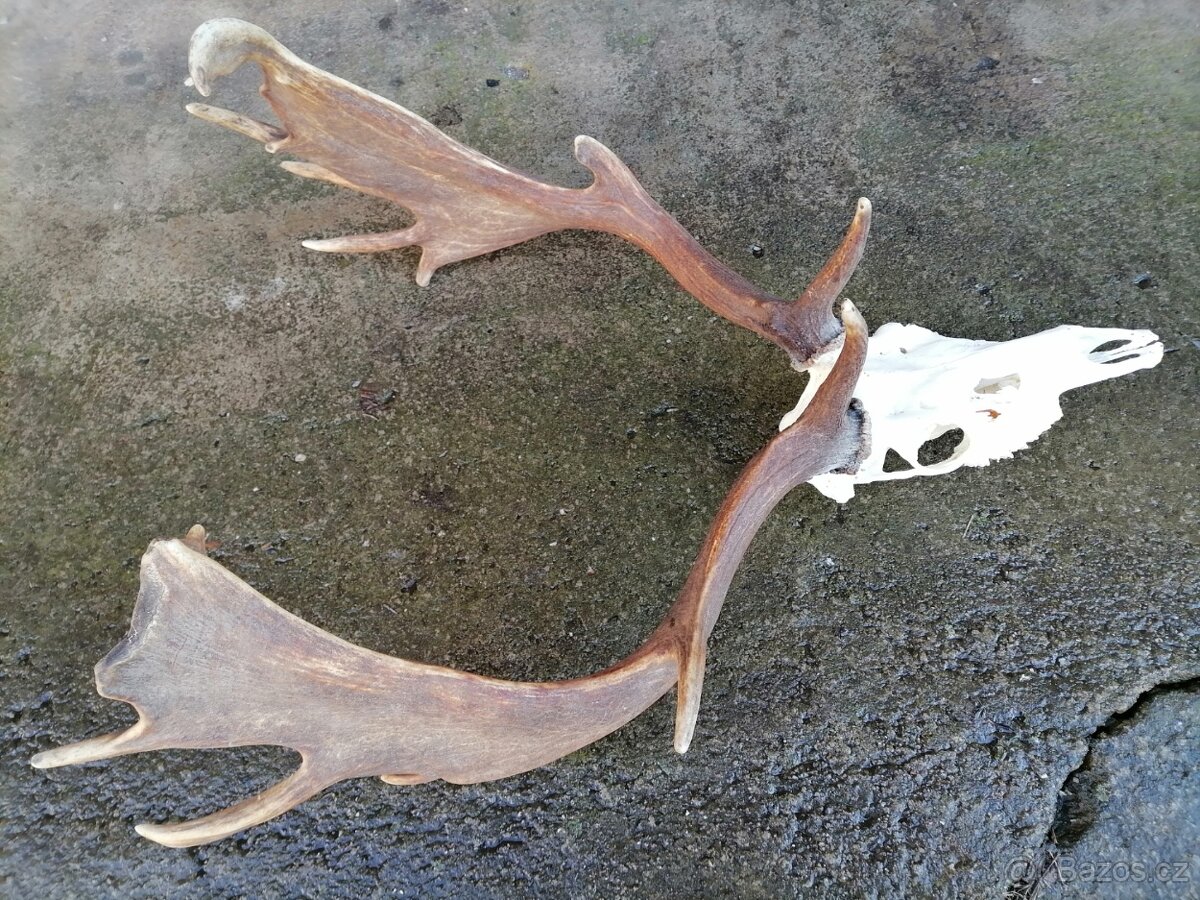 Paroží z daňka - 4