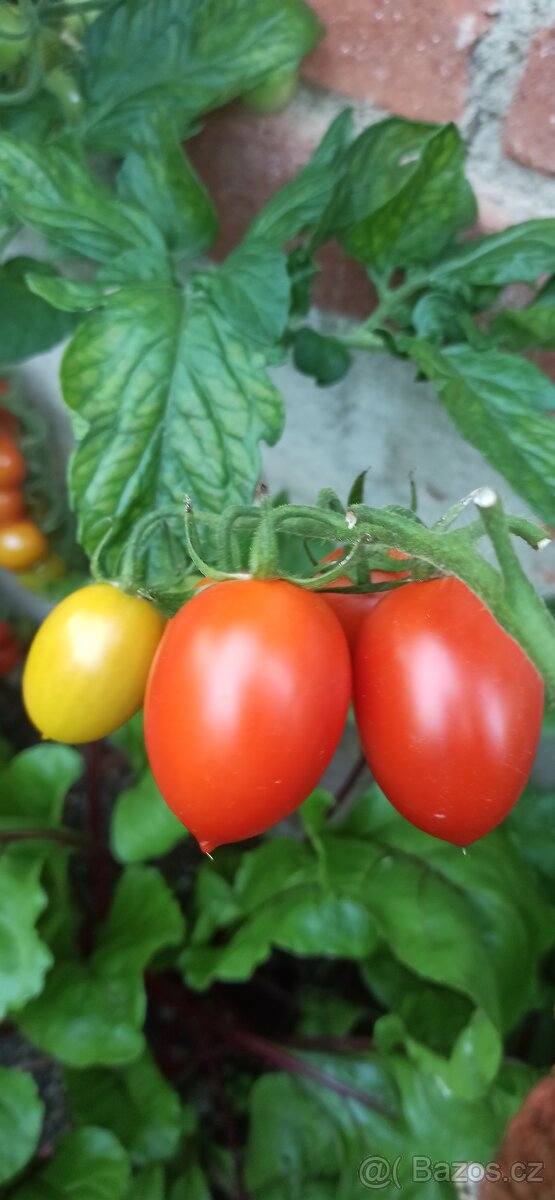 Sazenicky cherry rajčata - 4