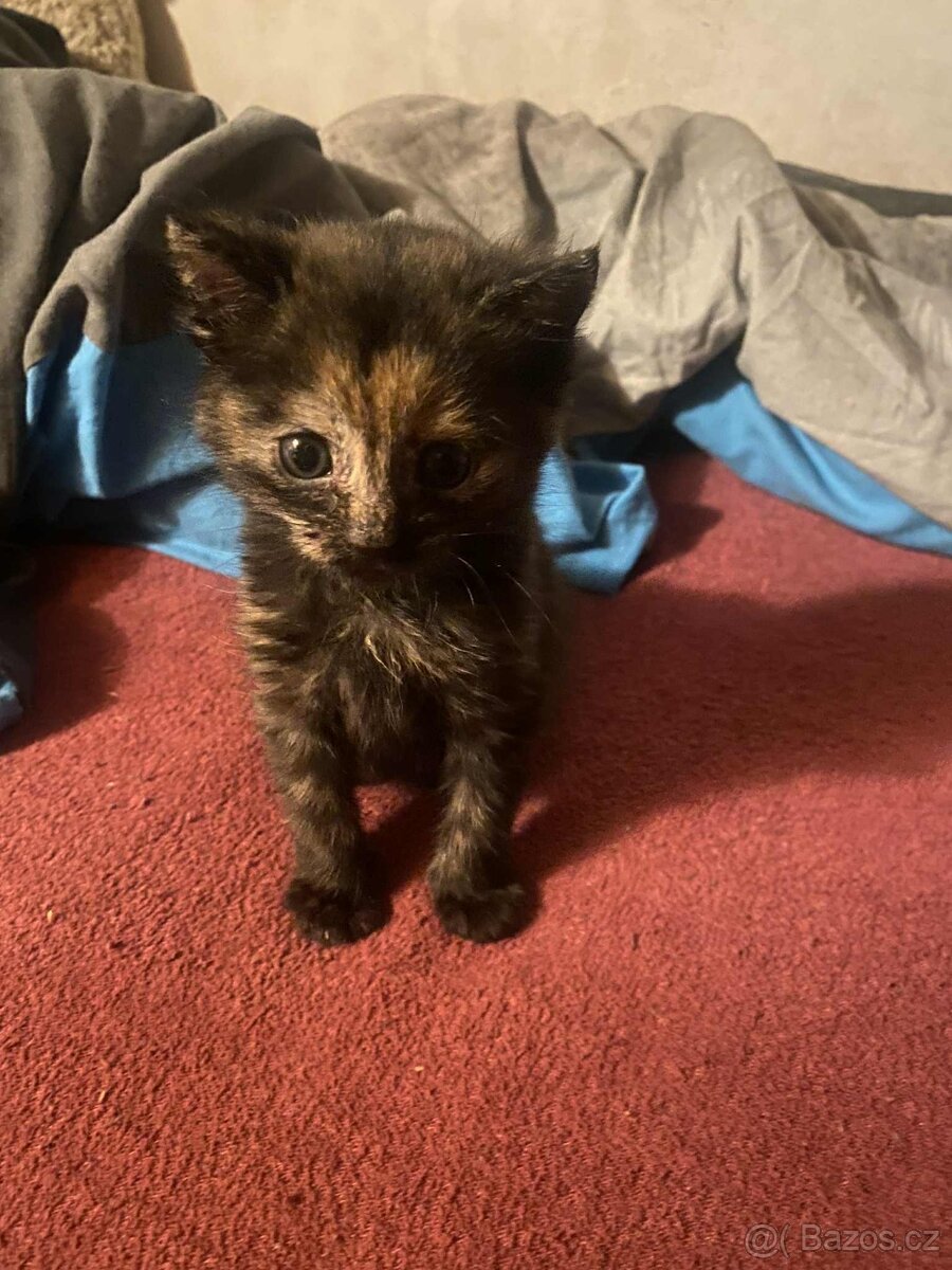 Malá princezna Mrška - 4