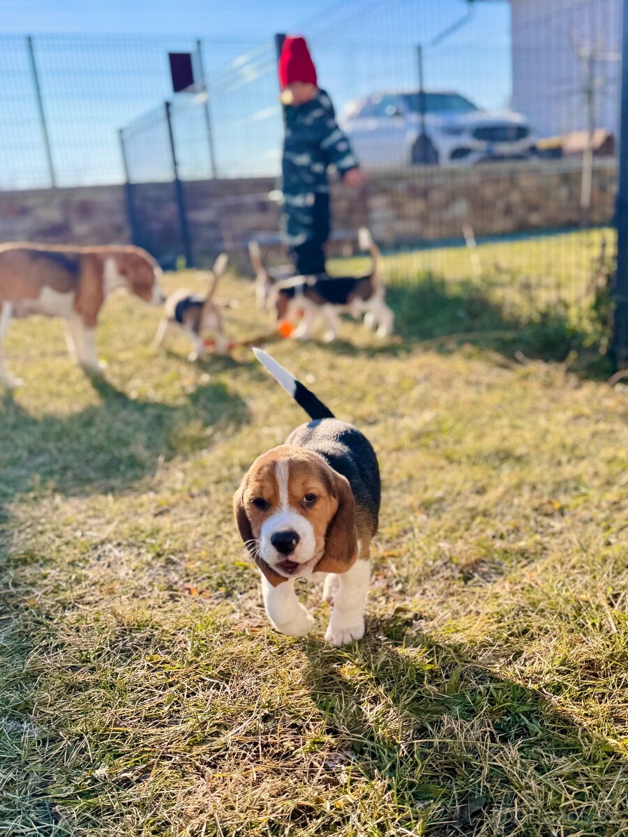 Štěně kluk bigl s PP - 4