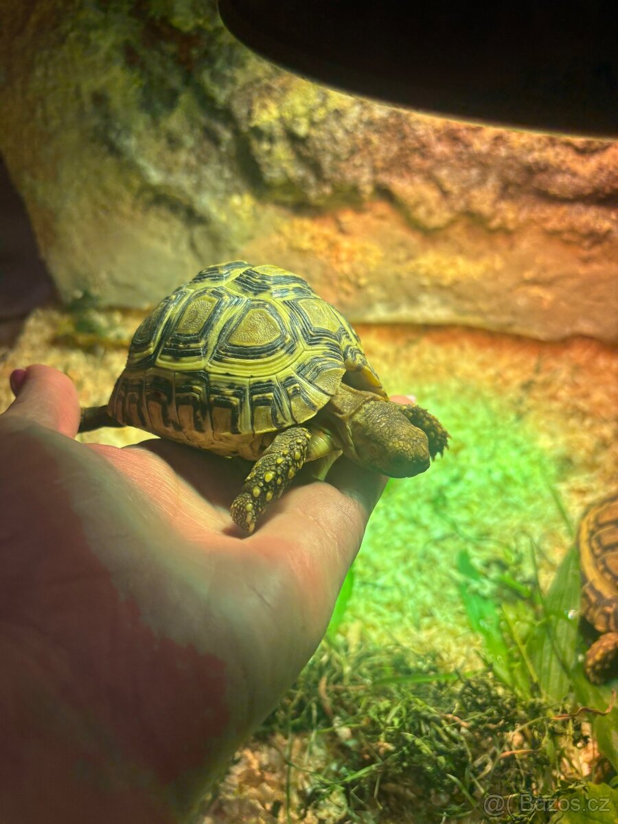 Želva pardalí - 4