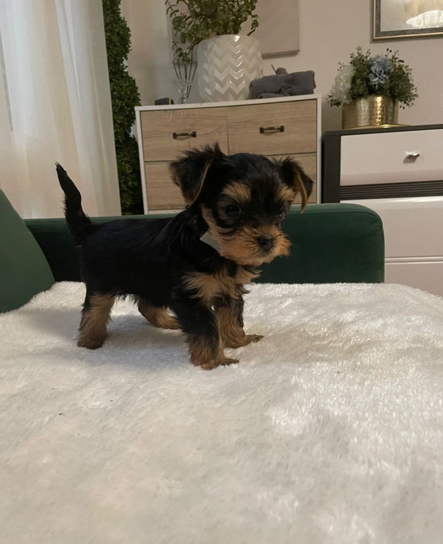 Jorkšírský teriér - 4